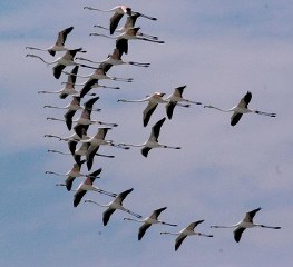flamingos2_263x240